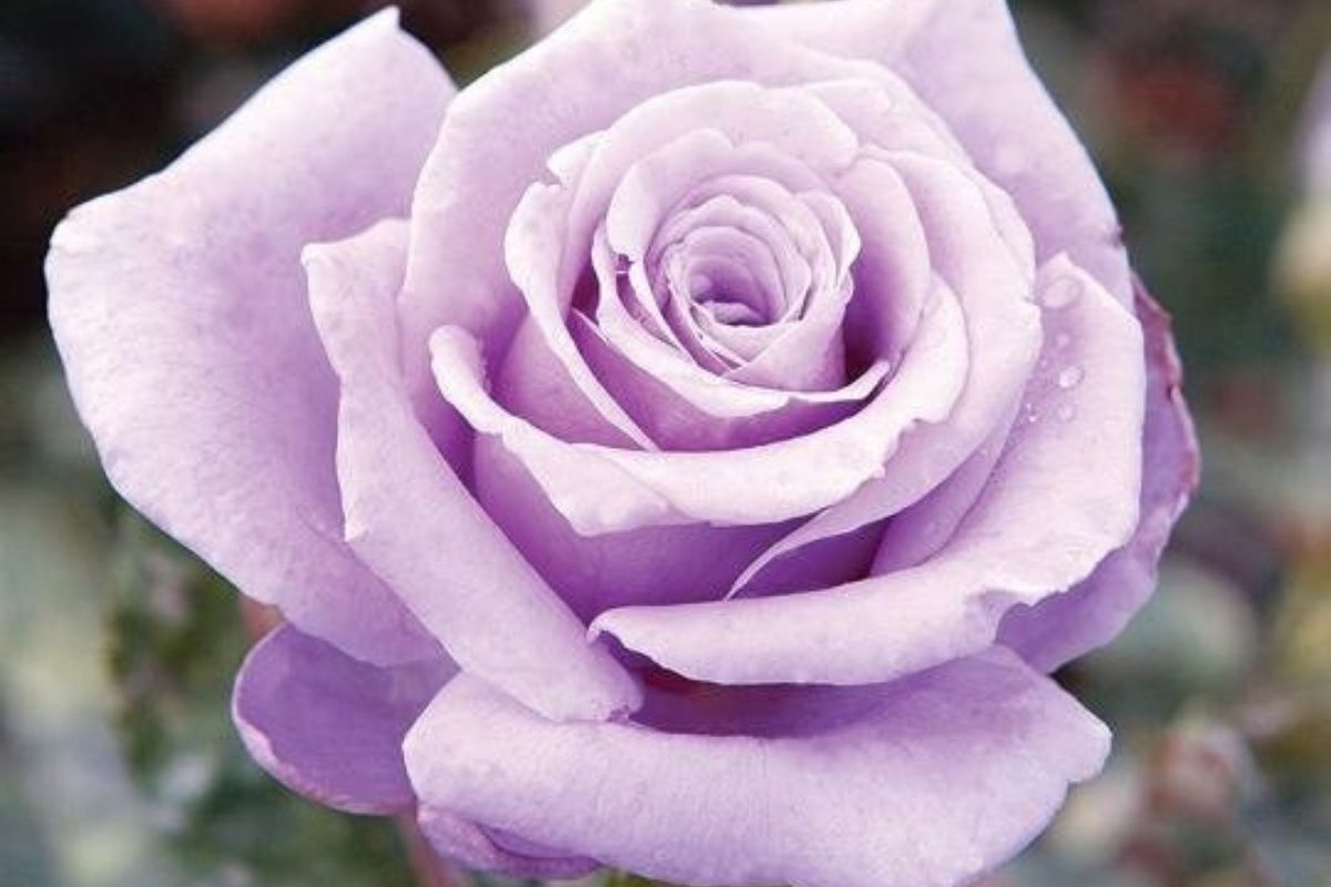 The Hidden Cost of the Genetically Engineered Blue Rose