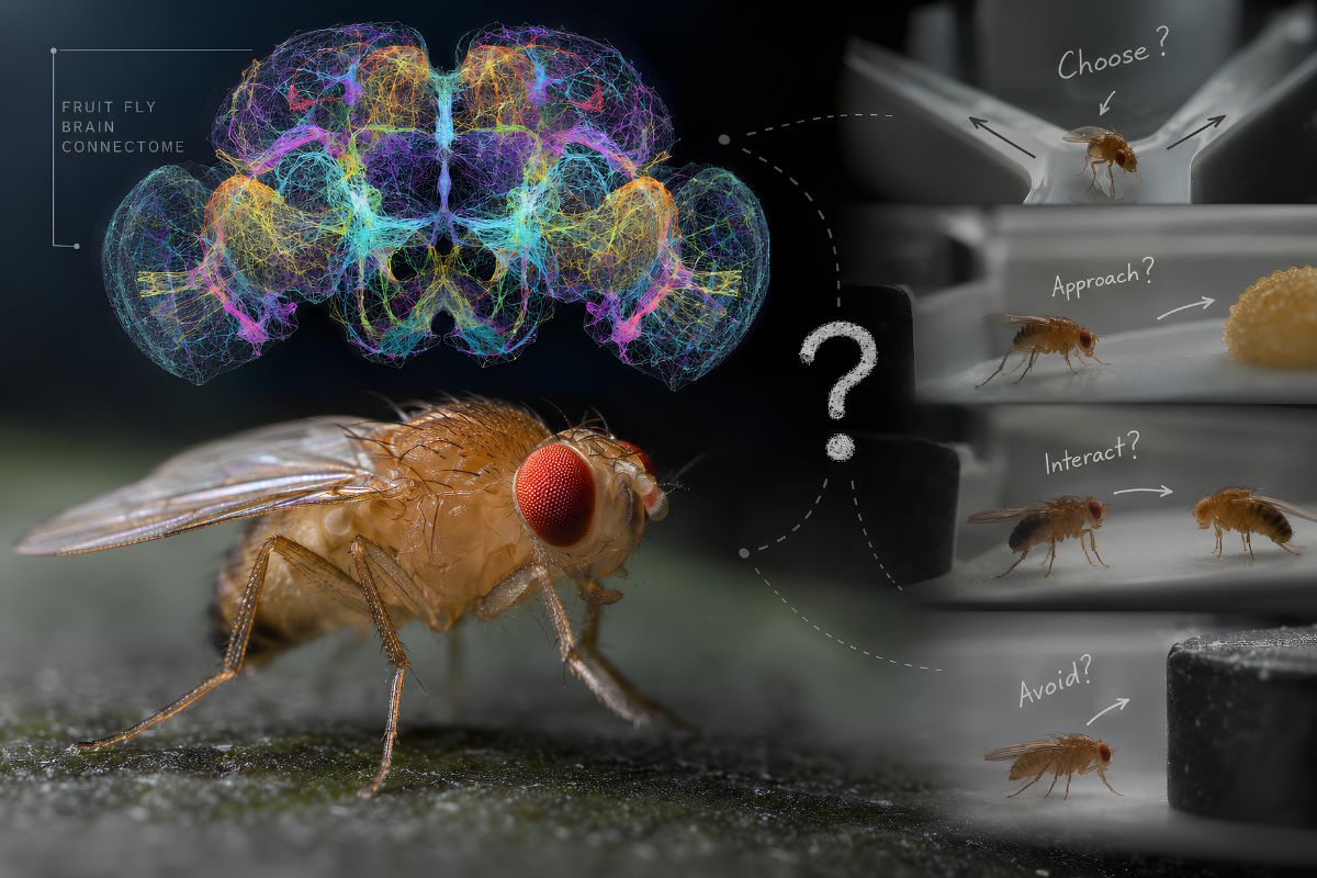Fruit Fly Connectome: Why Brain Maps Can’t Predict Behavior